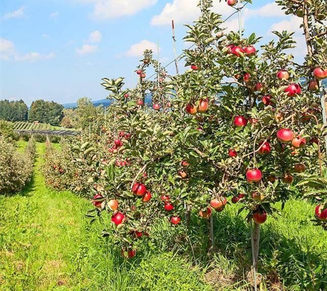 苹果树栽培技术 苹果矮化栽培管理中存在的问题