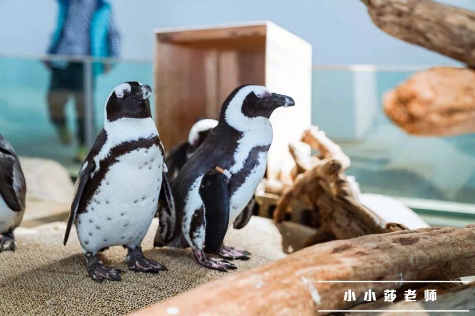 旅行记 | 我又想再去一趟日本大阪了?!