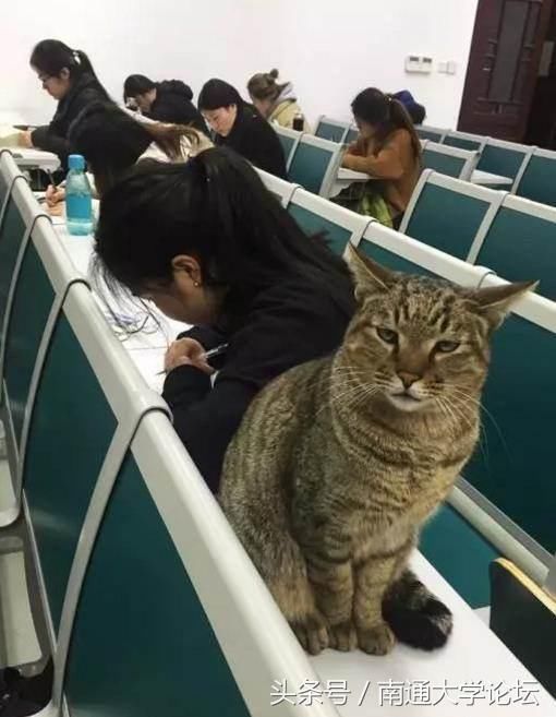 大学要期末考试了,而监考老师是只猫?!