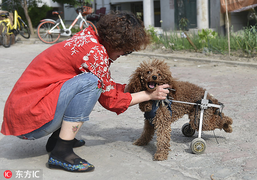 暖心!天津市民救助残疾泰迪犬 为其安装假肢