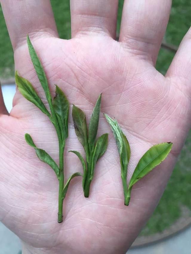 碧螺春,武夷岩茶,金骏眉这一类的茶的叶子都是同一种茶树吗?