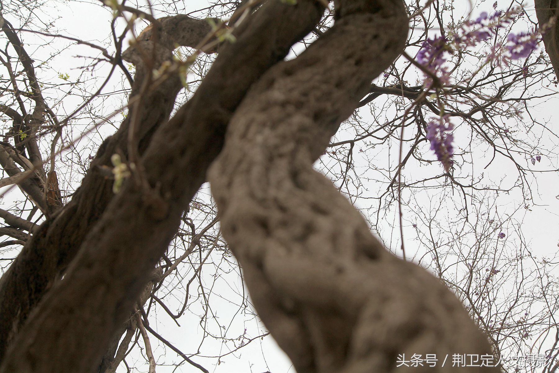 农村500年的紫藤树开的花很少见，农民说男女吃了效果不一般