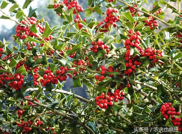 农村常见植物名叫鸟不宿,农民看到就砍掉,