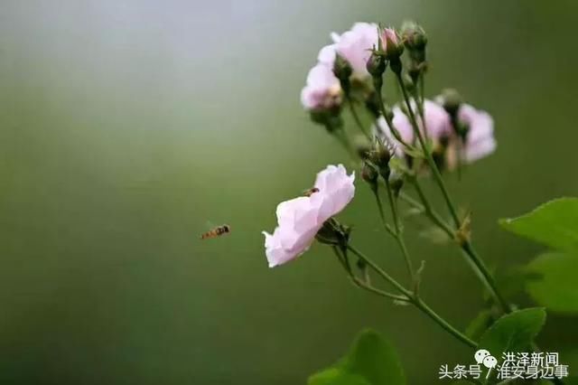 今春洪泽湖古堰景区的蔷薇、槐花约好了似的，一夜间都绽放了！