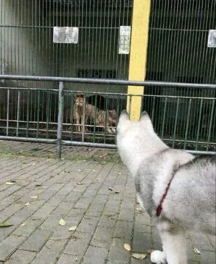 游客投诉动物园的狼变成哈士奇,园长:真的是狼