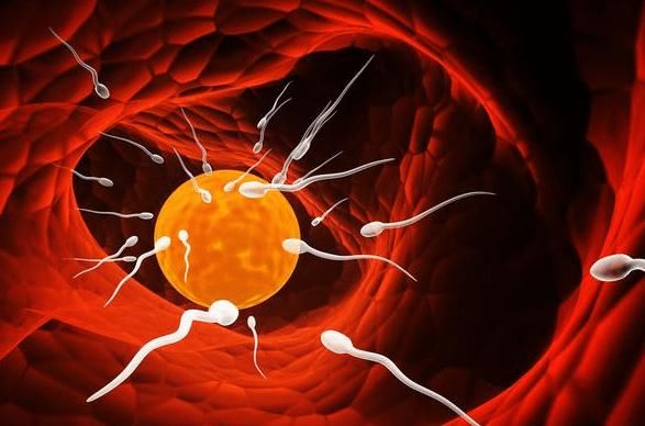 怀孕一个月怎么办