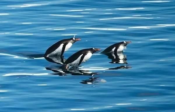 众萌游记：比马尔代夫更有逼格的旅行地，此生必去一次!