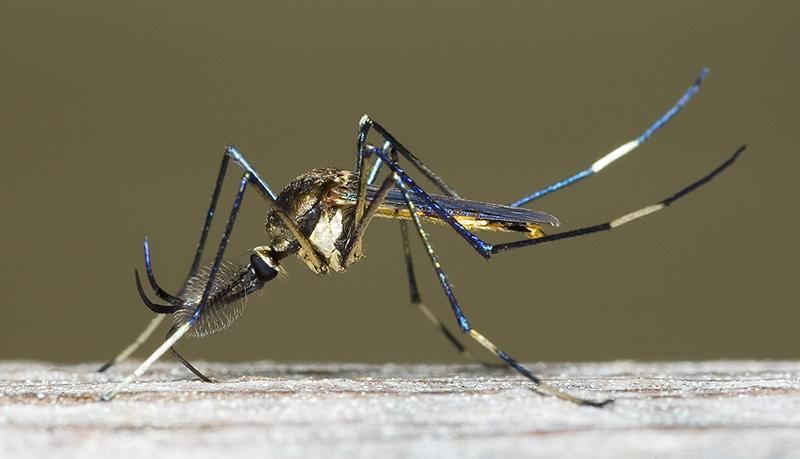细数蚊子鲜为人知的种类! 你知道多少种?