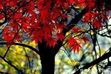 文家市gdp_文家市决策