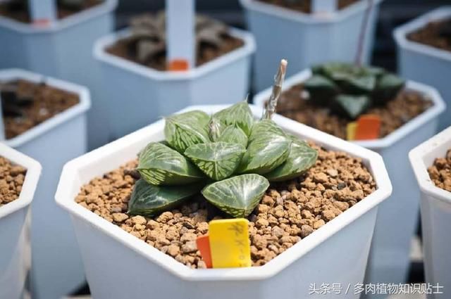 大师聊多肉植物，你了解中国的十二卷植物吗？