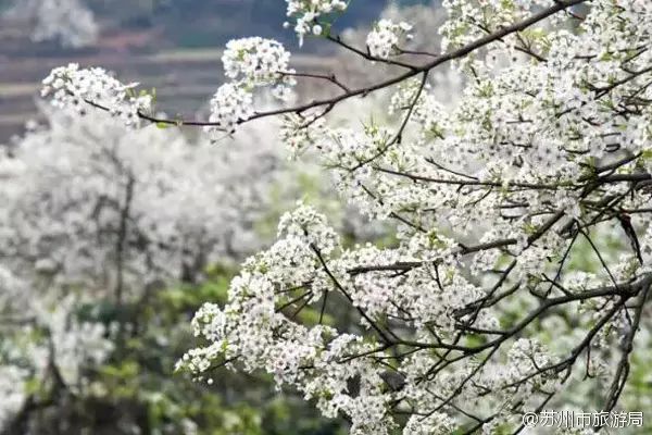 这几个江浙沪新晋网红村，堪称内地版吉野山和小婺源，避开人潮赏