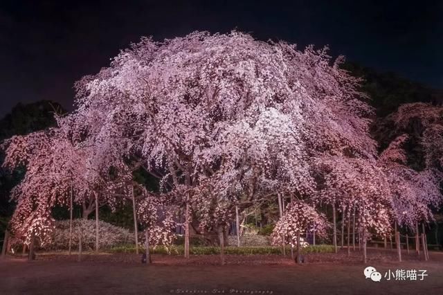 还在烦恼去哪看樱花?你绝对不可错过的9大赏樱圣地!