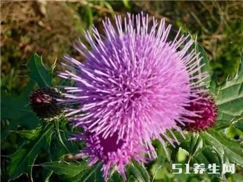 这野菜能治痔疮便血,农民见了却将它铲掉,浪费