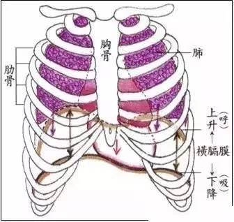 横膈膜和腹式呼吸法专题讲解