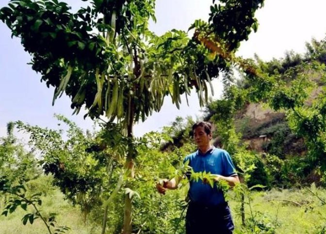 把没人要的野灌木，竟培育成了“摇钱树”，致富一方百姓