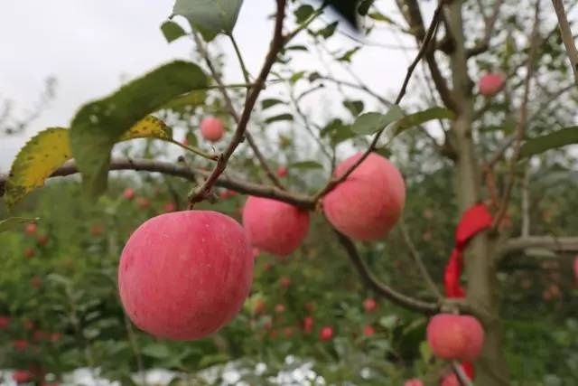 【贵州特产地图】告诉你贵州特色水果、猪牛鱼