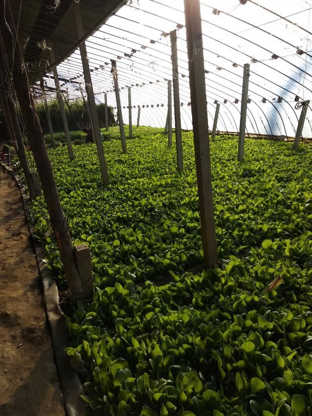 大棚蔬菜卖五块钱一斤，种植蔬菜大棚究竟赚不赚钱?他是这么说的