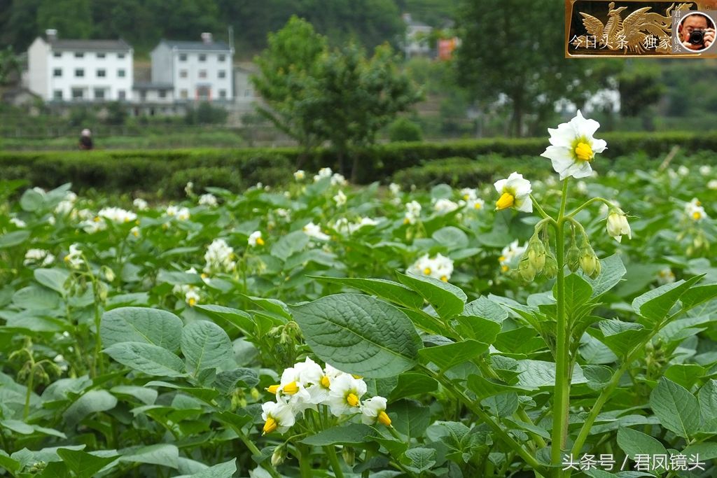 湖北宜昌:农民种植的马铃薯开花!摘掉花蕾，土豆增产10%，信吗