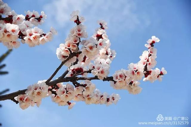 春天来了，一起去留坝太子岭看花吧！