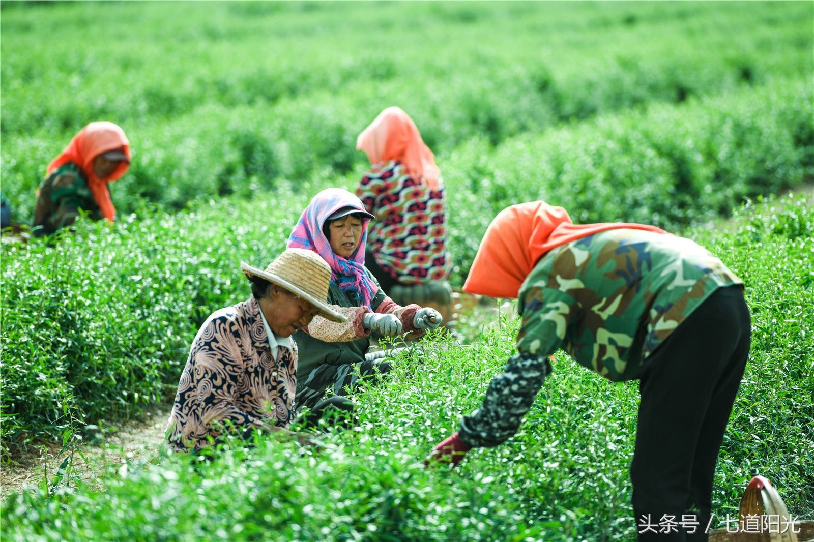 贺兰山下枸杞叶茶采摘如火如荼