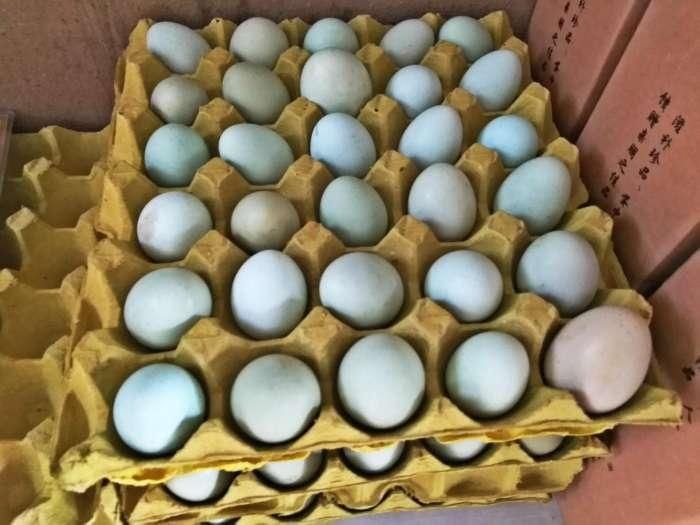 河南有一种罕见的绿皮鸡蛋, 被称为鸡蛋中的人参