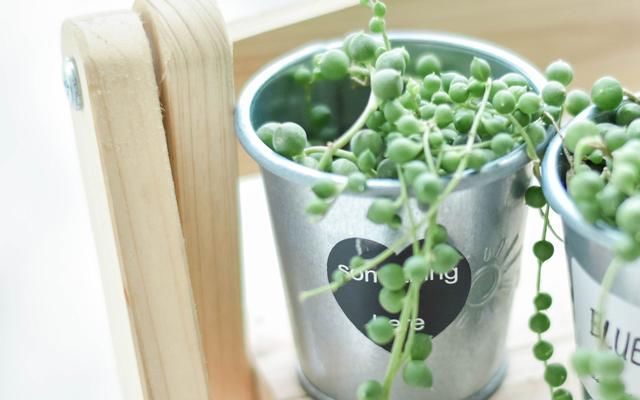 六月会迎来好运势的生肖