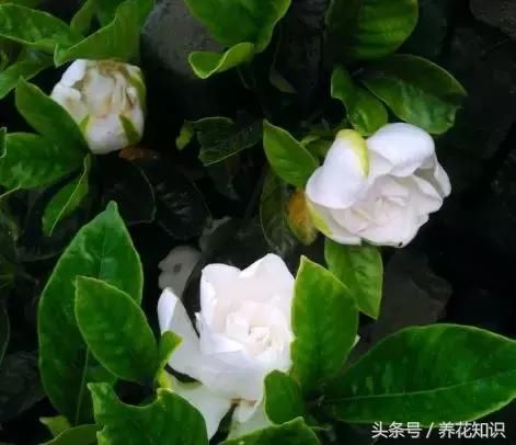 栀子花、富贵竹，为什么你养着养着就黄了