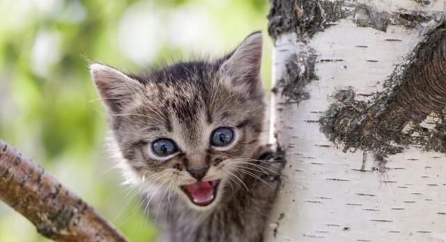 猫咪会很讨厌小猫吗