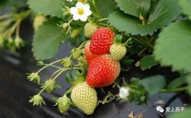 收藏!2019昌平赏花日历来了,美到窒息!接下来