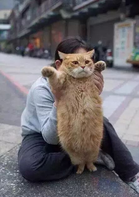 怕胖又怕秃?别活得那么焦虑了,你看看橘猫是怎