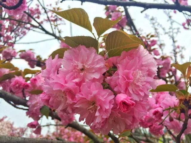 青白江凤凰湖的樱花终于开了，门票免费，再也不用去日本看樱花啦
