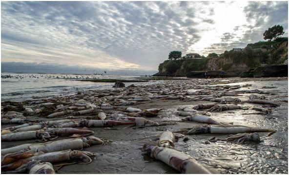 一夜之间沙滩出现上万只生物，本地人嫌弃，但外地游客当成宝