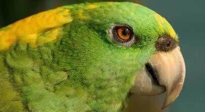 地球上10大最聪明的会说话鸟类,虎皮鹦鹉第二