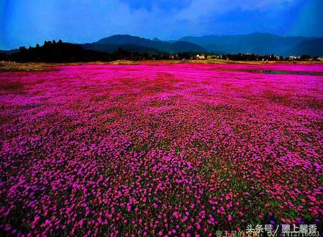 绝美花海为你，许下美丽的心愿