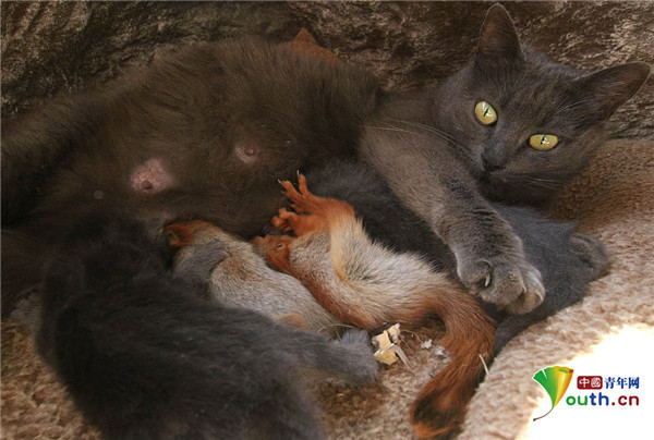 母猫收养四只孤儿松鼠 抱在怀里不离不弃