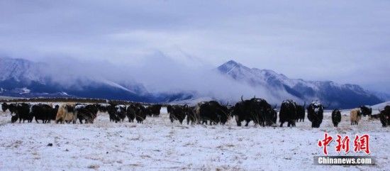 甘肃山丹马场五月降雪“润物细无声”