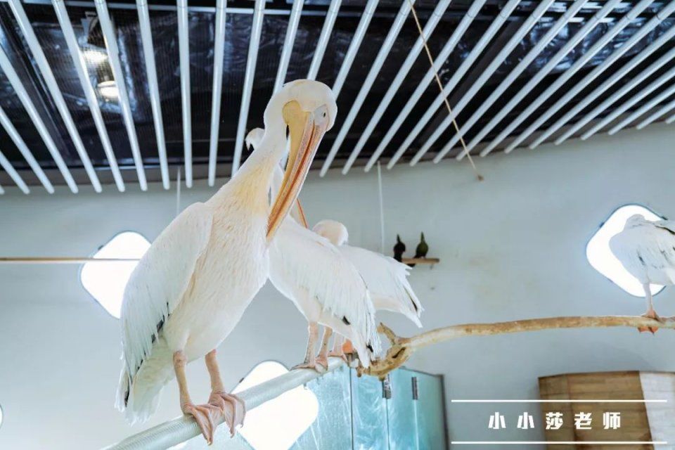 旅行记 | 我又想再去一趟日本大阪了?!