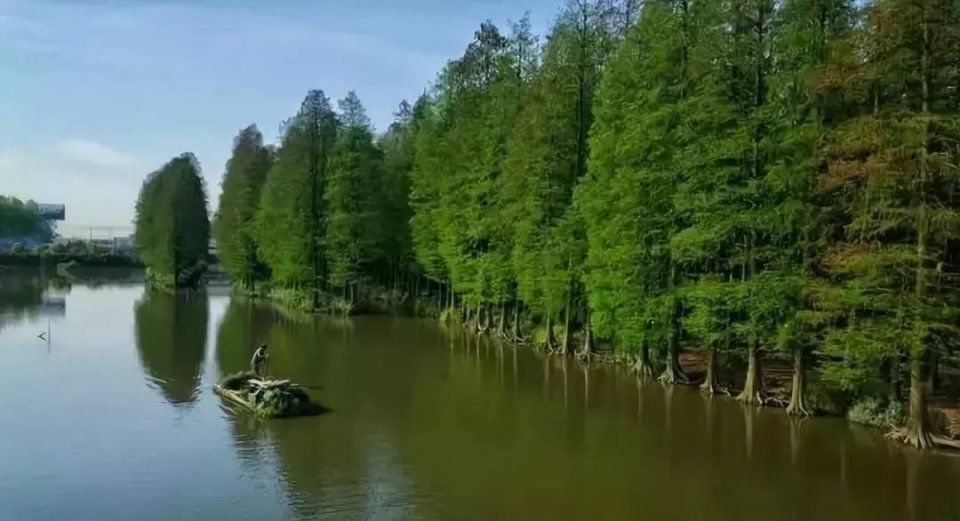 在江苏腹地 竟深藏着一处宛如亚马逊雨林的秘境之地……