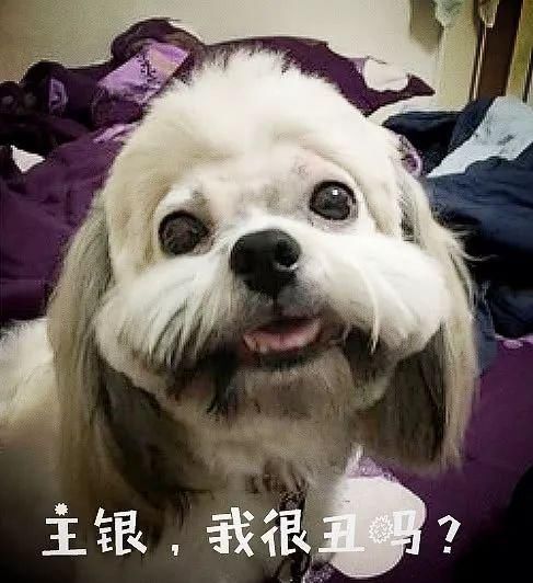 脸毛太长遮住眼睛,带西施犬去剃毛,剃完一看笑