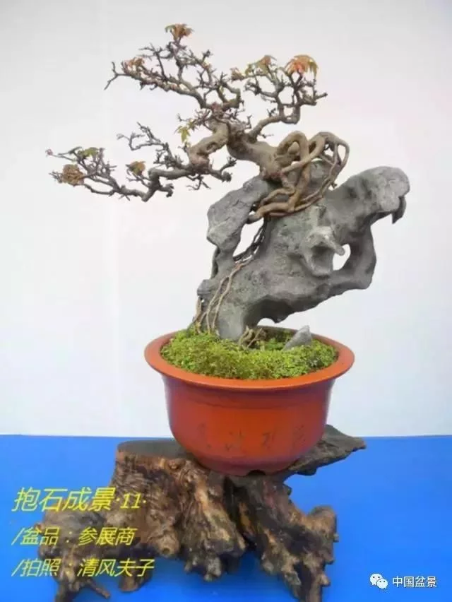 欣赏典雅新奇抱石盆景,学习抱石盆景制作技巧 - 武汉老徐 - 武汉老徐的博客 欣赏典雅新奇抱石盆景,学习抱石盆景制作技巧 - 武汉老徐 - 武汉老徐的博客