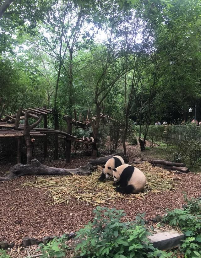 四川熊猫基地在成都哪里