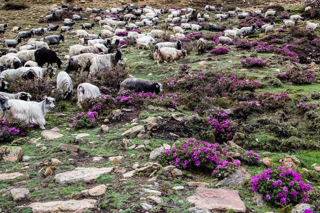 我的西藏之行-西夏邦马峰南坡 羊卓雍措 纳木错