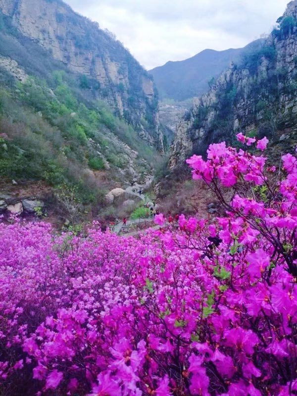 隐藏在深山的杜鹃花!北京最壮观最集中的映山红，附近有神秘石刻