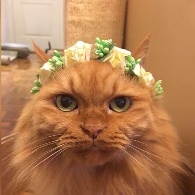 猫咪因肾病离世,留下一千多根针头,记录主人和猫对抗肾病的日子 pt电子游戏
