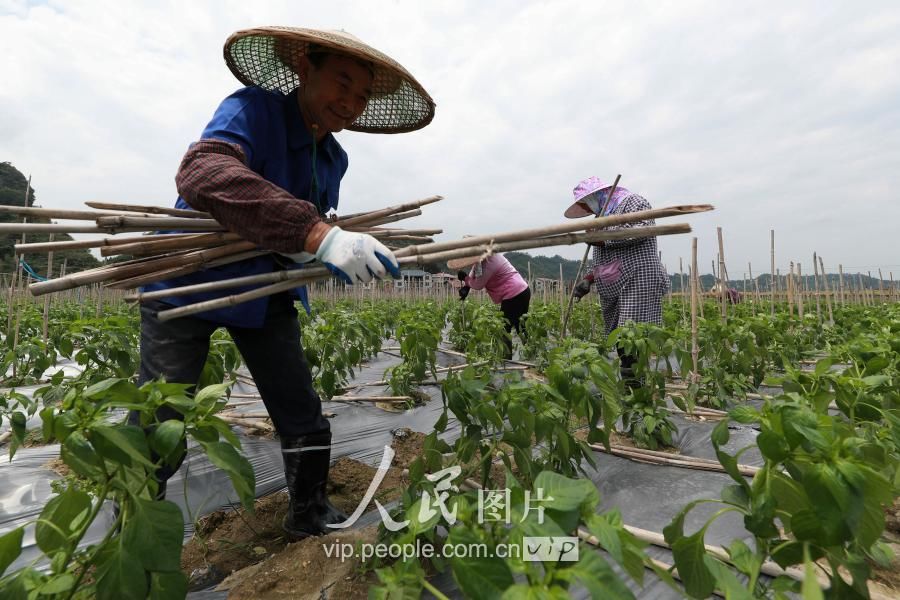 湖南通道:蔬菜基地打工 助村民脱贫致富