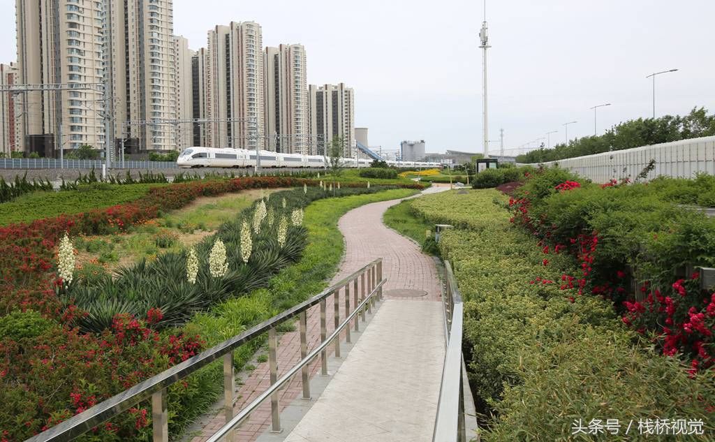 青岛后海现中国最美高铁，穿越花海还能看胶州湾海景，坐火车来看