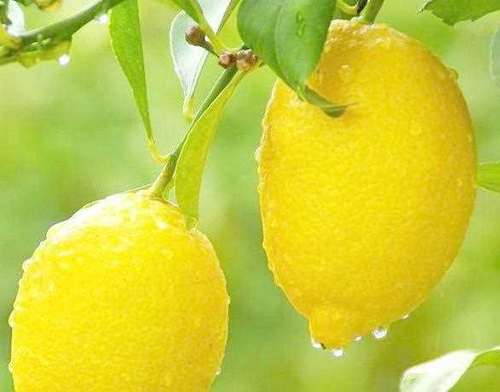 柠檬含多种维生素,可帮助安胎,缓解高血压,适合