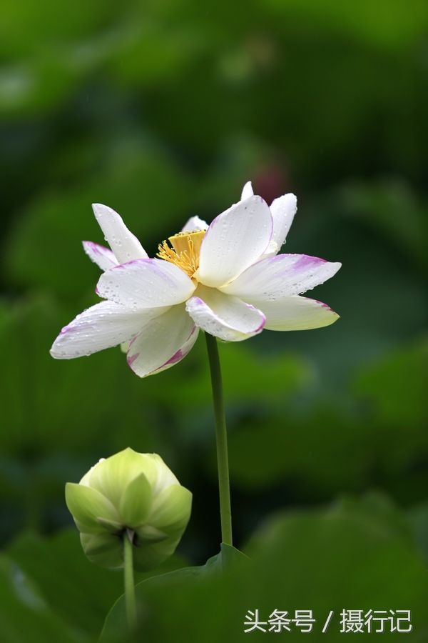 湖北宜昌:又到荷花娇艳时，微风习习，荷花荷叶荷韵美