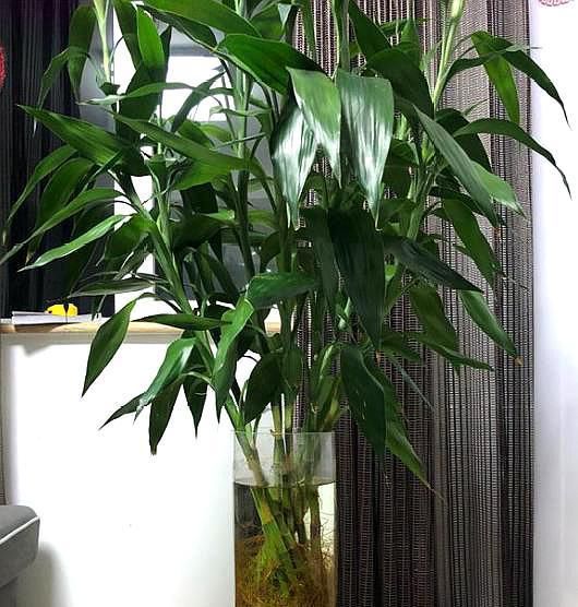 想养好富贵竹,学会小秘籍,不黄叶,不烂根,富贵