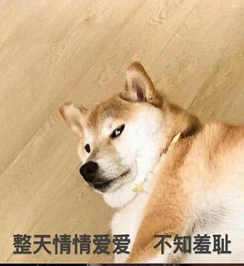 萌宠表情还是图表情包界斗:狗都有女朋友,你单身爆笑图片